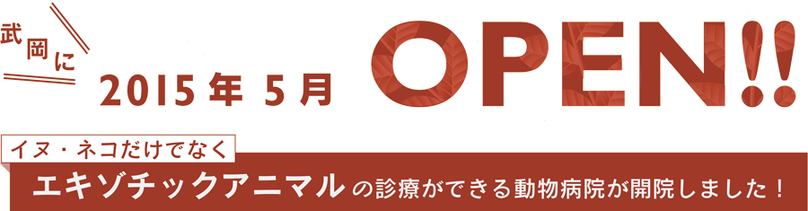 エキゾチックアニマルの診療ができる動物病院が開院します！